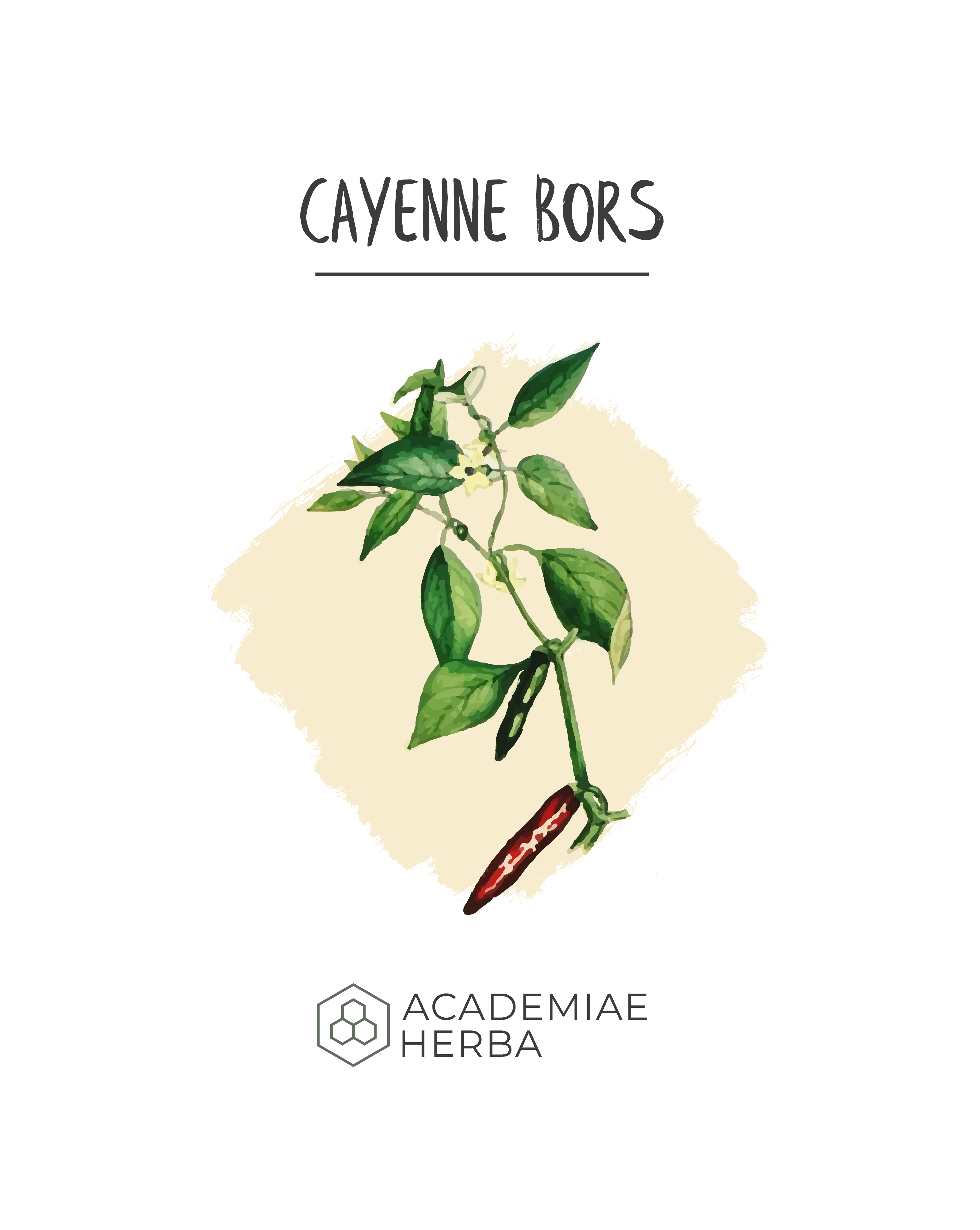 Read more about the article A Cayenne Bors Rejtély. Miért Nem Ismerik Többen?