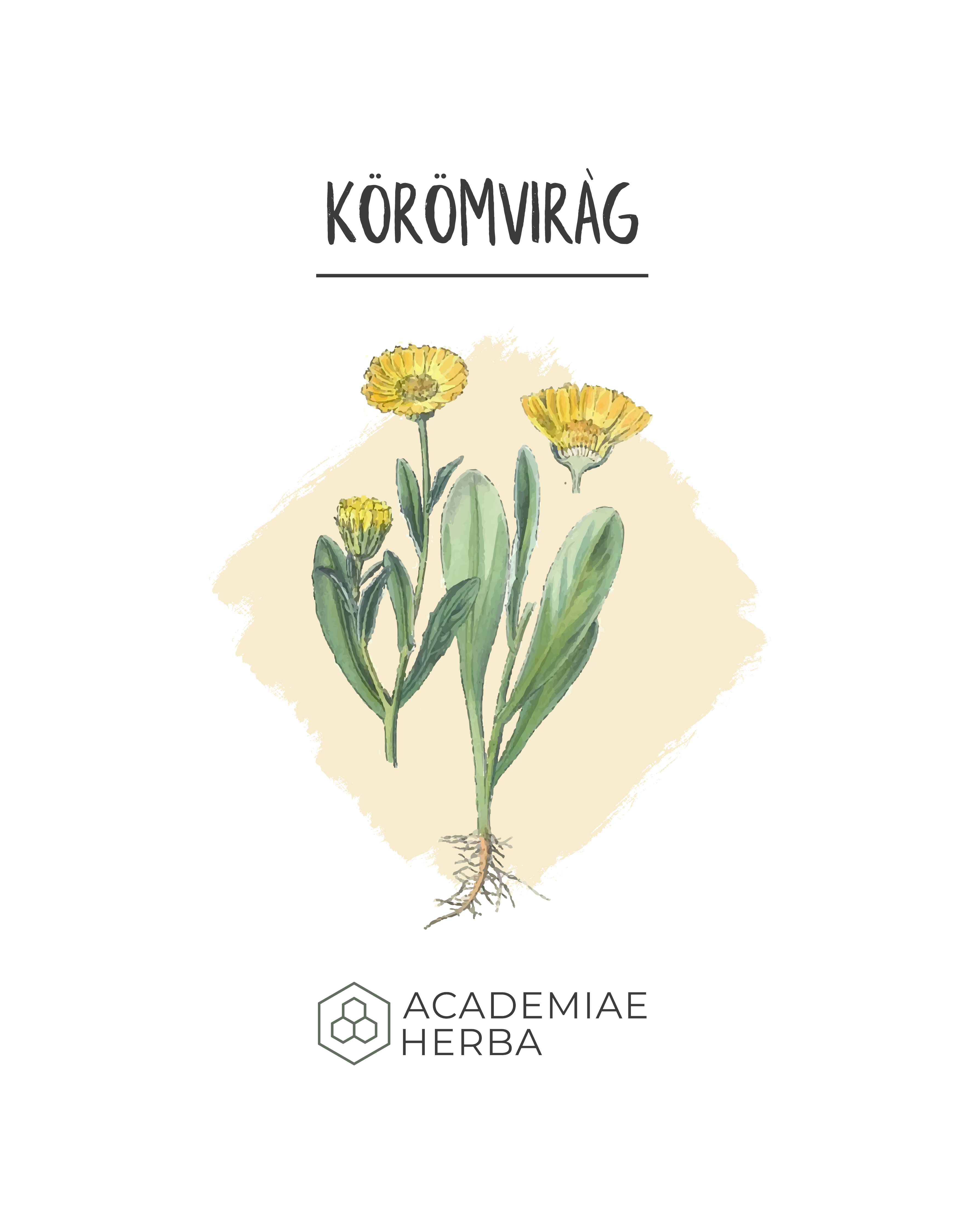 Read more about the article Mit Tanultam 5 Évnyi Körömvirág Nevelésből