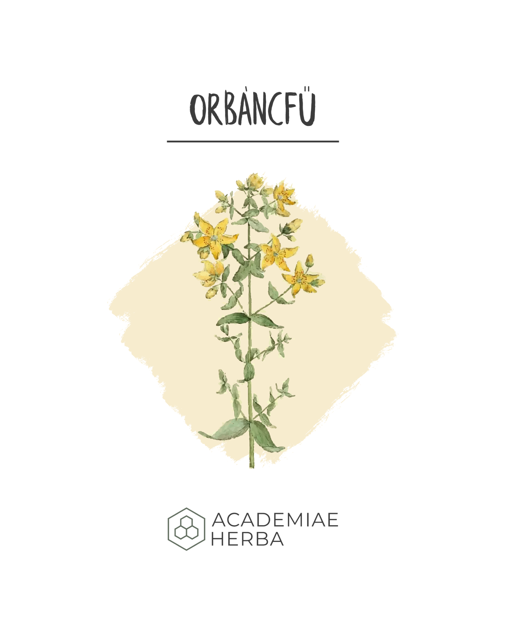 Orbáncfű botanikai rajz