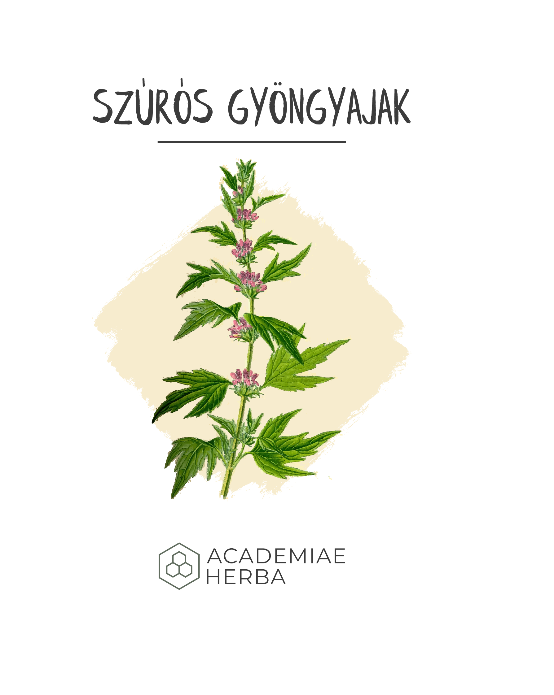 Read more about the article Milyen, Amikor Egy Növény Meggyógyítja az Érzelmi „Szívedet”? Szúrós Gyöngyajak