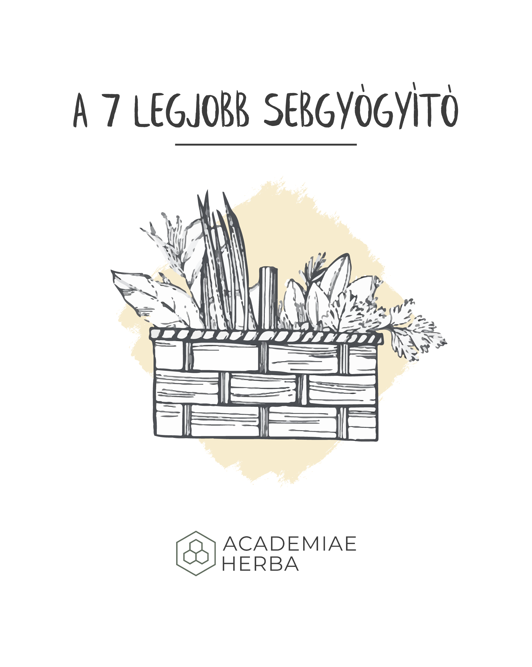 Read more about the article A Saját Gyógynövény „Elsősegély Dobozod”: A 7 Legjobb Sebgyógyító Gyógynövény