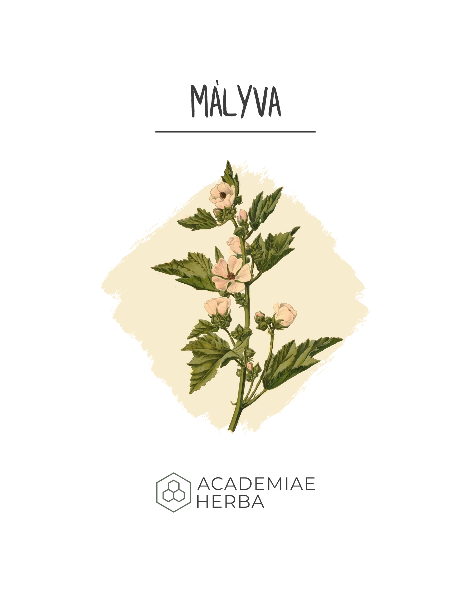 Read more about the article Mályva: Amikor Kemény Embereket Akarsz Megpuhítani