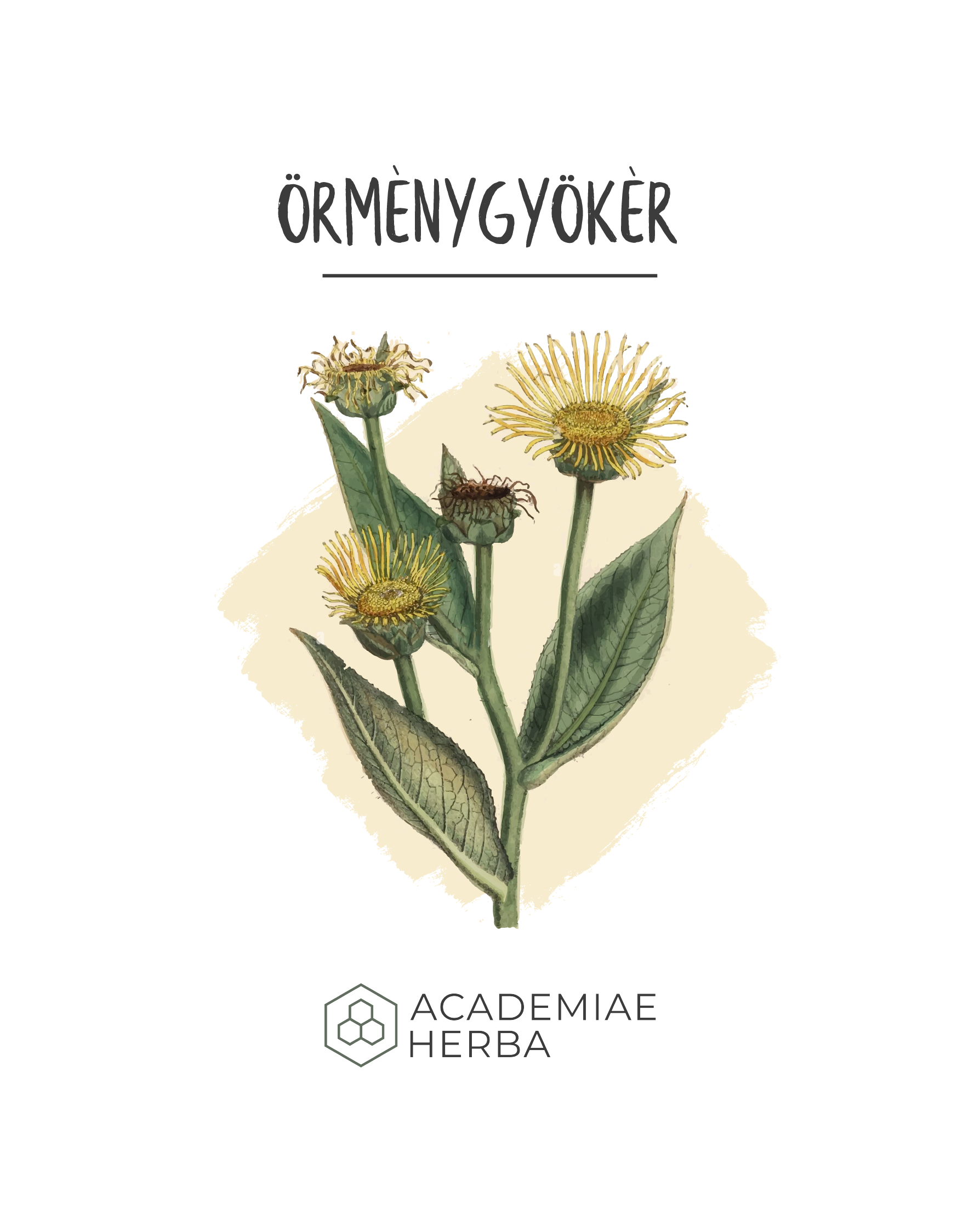 Read more about the article Miért a Tüdőd Egyik Legjobb Barátja az örménygyökér?