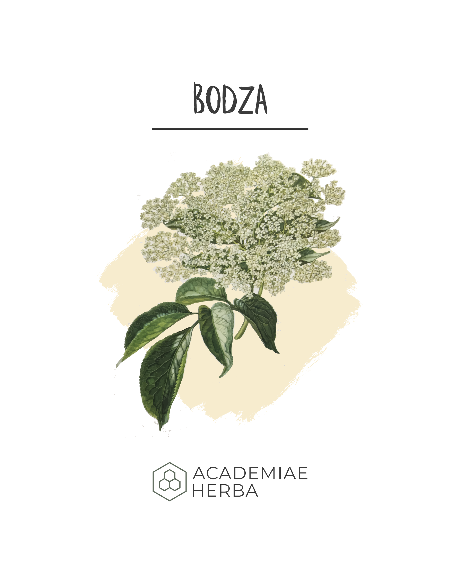 Read more about the article Az Ősi Kelták Egyik Legfontosabb Növénye: Bodza
