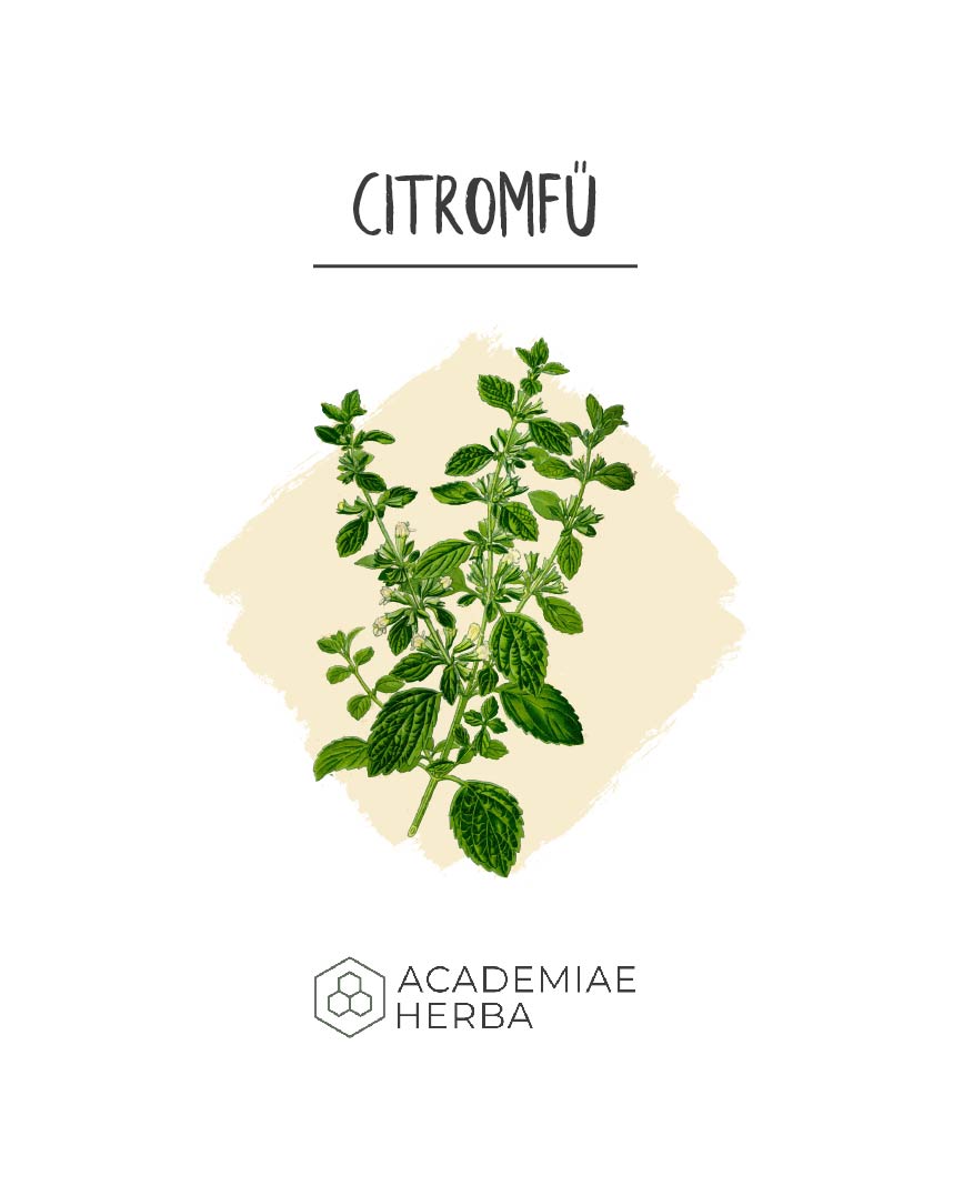 Read more about the article A Gyógynövény, Aminek a Termesztését Nagy Károly Császár Törvényileg Kötelezővé Tette: Citromfű