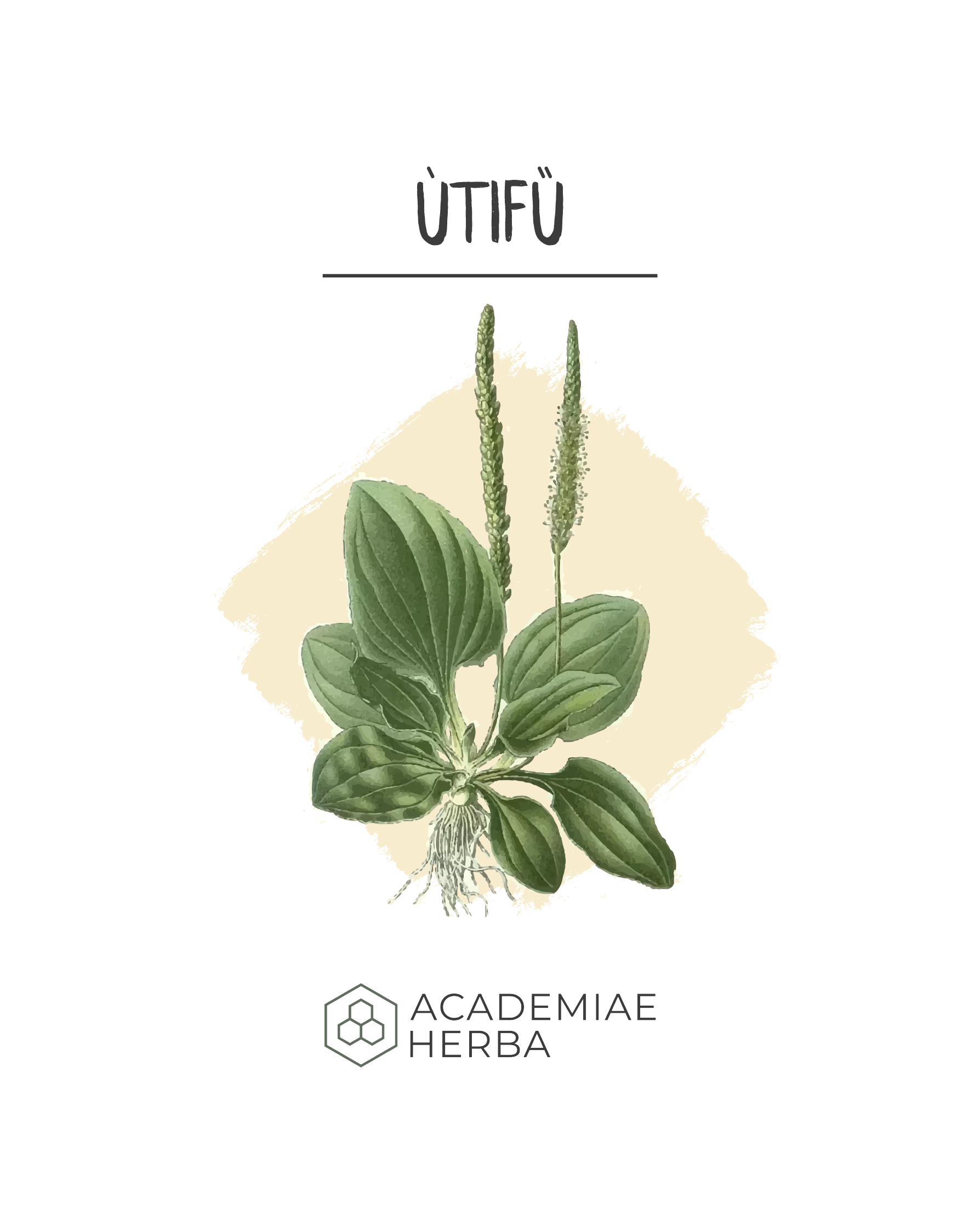 Read more about the article A Növény Ami Kihúzza Az Idegen Anyagokat a Bőrödből: Útifű