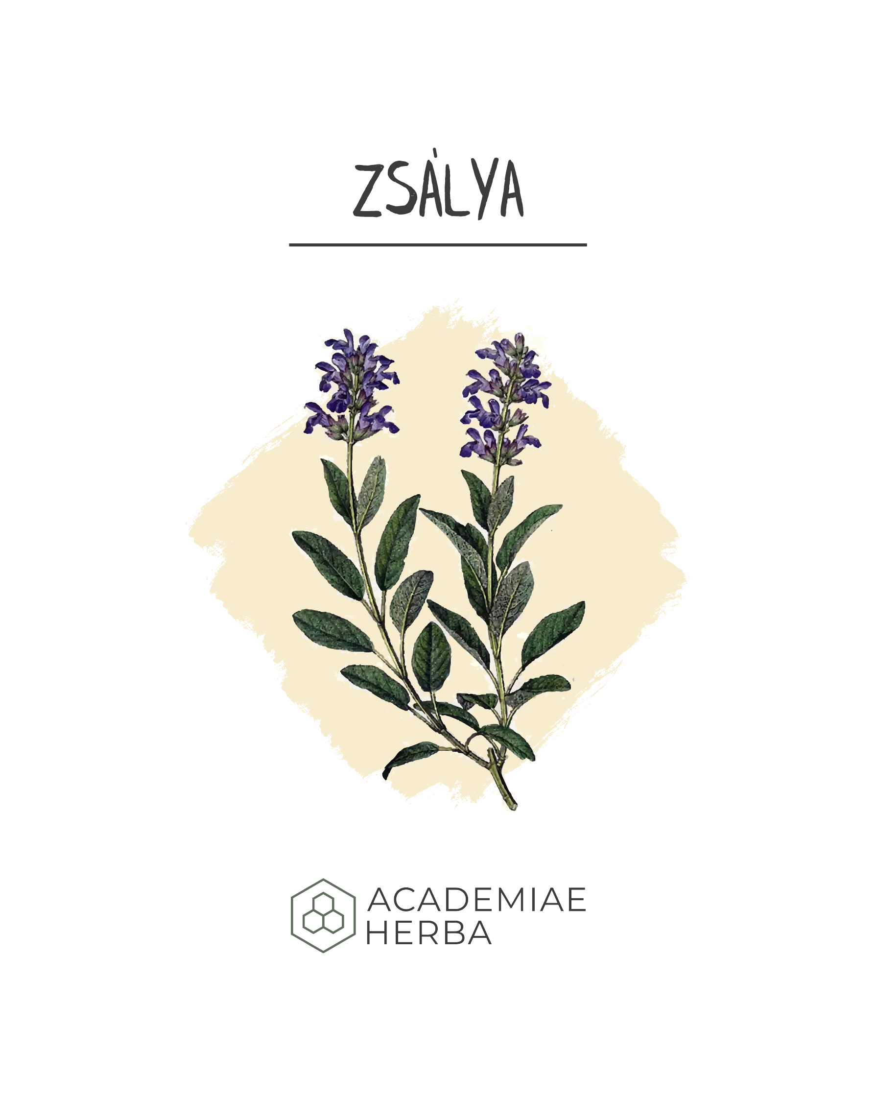 Read more about the article Mennyi Mindent Tanít Egy Növény Történelme: Zsálya