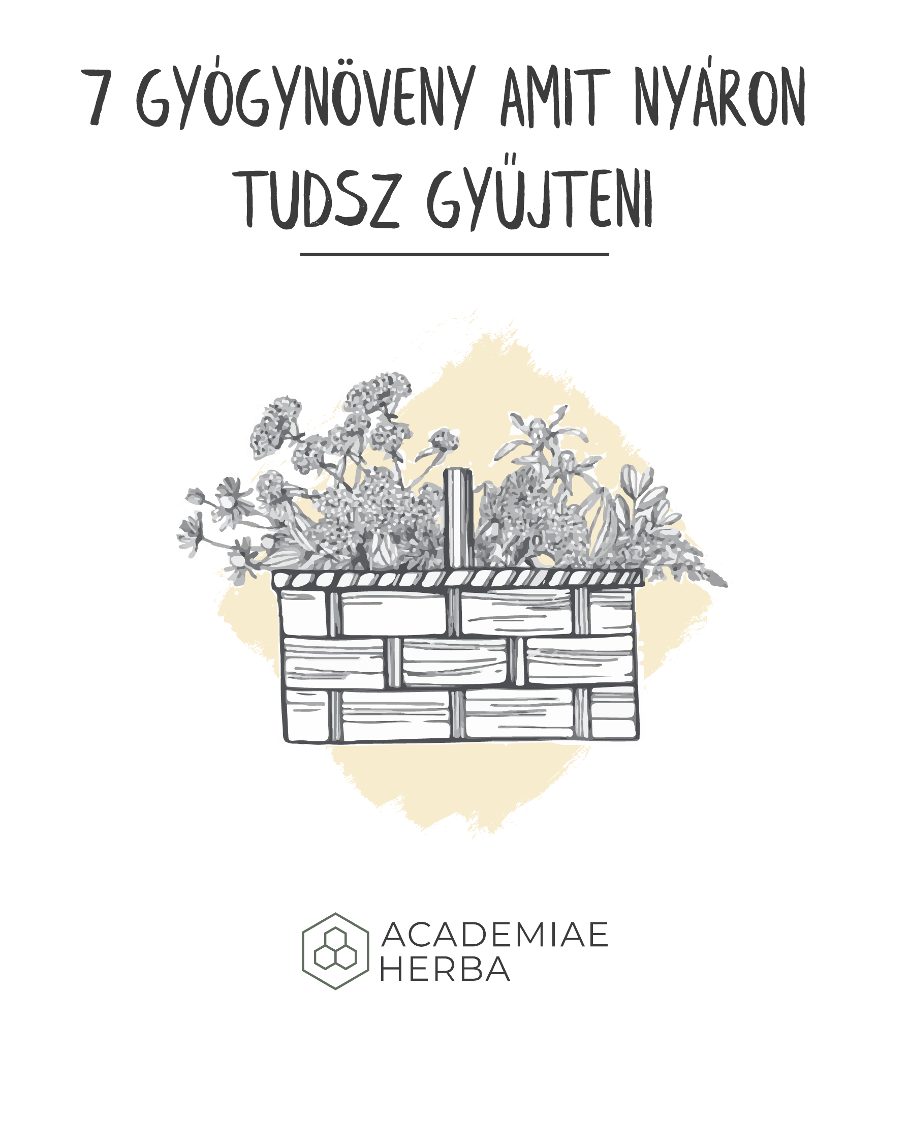 Read more about the article 7 Gyógynövény Amit Idén Nyáron Gyűjteni Tudsz