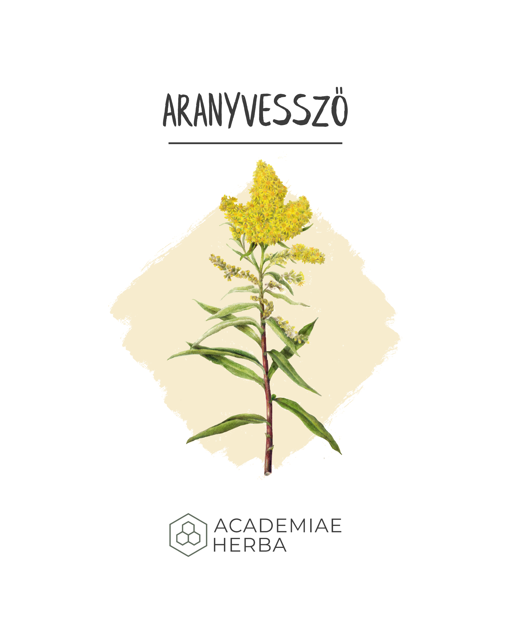 Read more about the article A Gyógynövény, Amit Virágzás Előtt a Legtöbben Összekvernek a Parlagfűvel: Aranyvessző