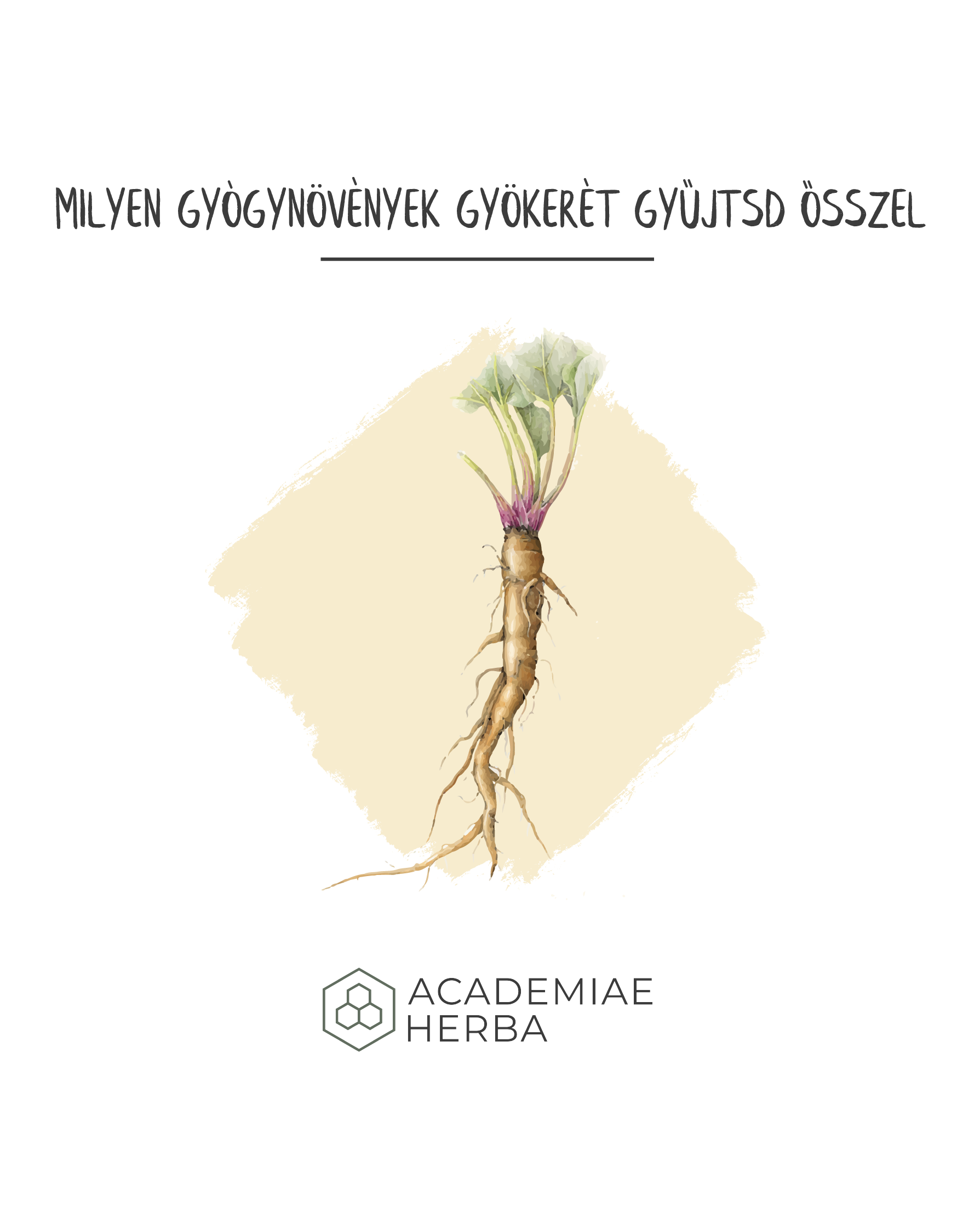 Read more about the article Milyen Gyógynövények Gyökerét Gyűjtsd Ősszel?