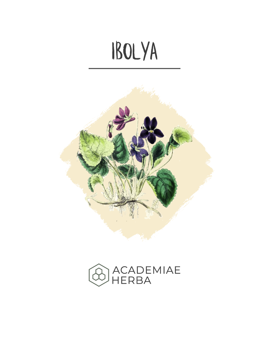 Read more about the article Hogyan Készítsd El az Ibolyát