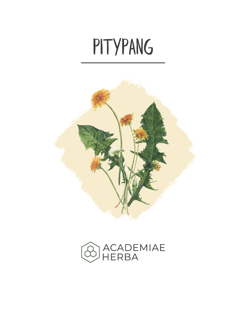 Read more about the article A Növény, Ami Egyszerre Tisztítja a Véredet És Támogatja az Emésztésedet: Pitypang