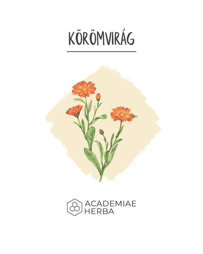 Read more about the article Európa Legrégebbi Sebgyógyítója És Még Sokkal Több…