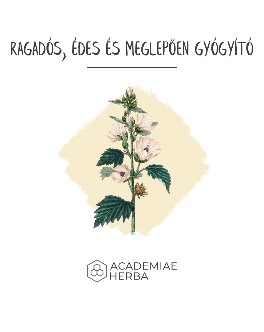 orvosi ziliz botanikai rajt