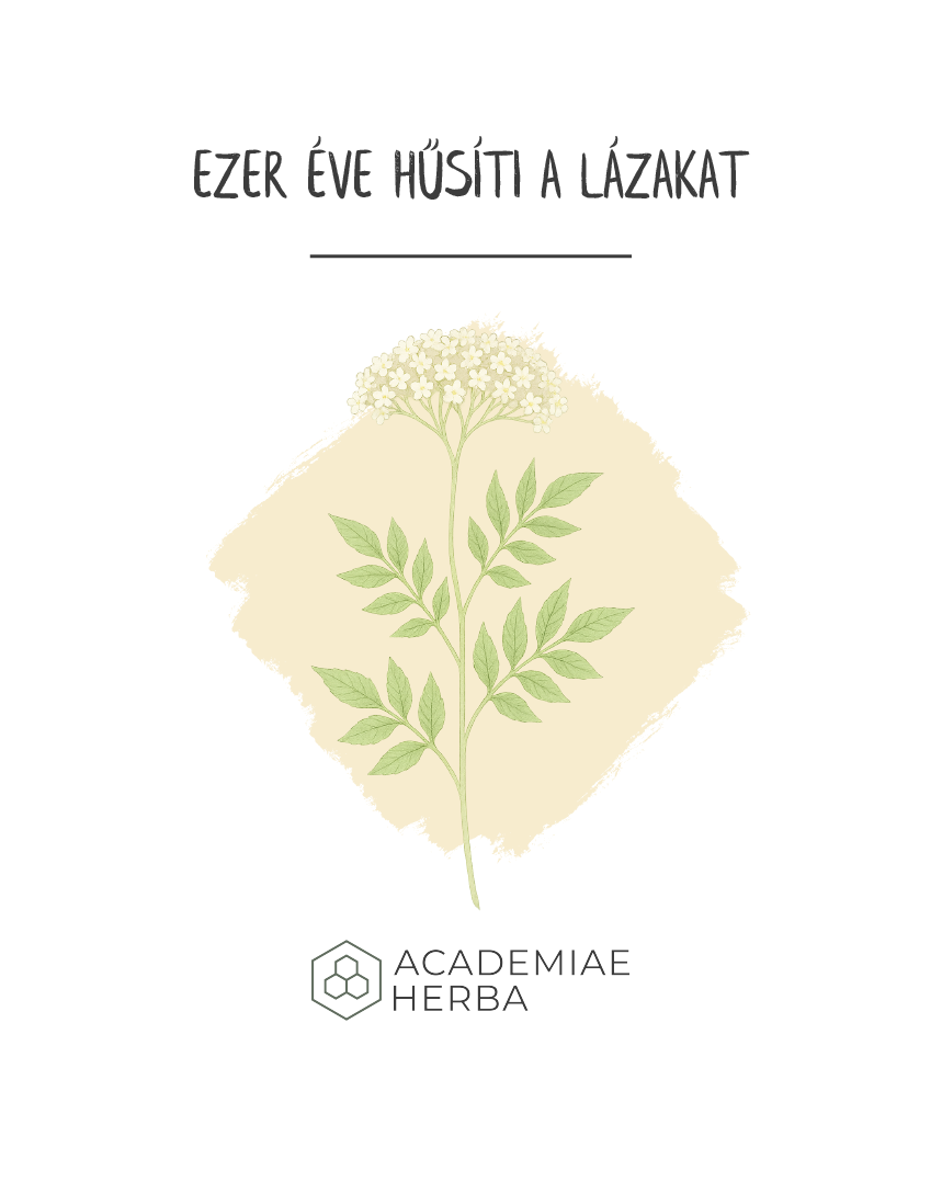 Bodza botanikai rajz