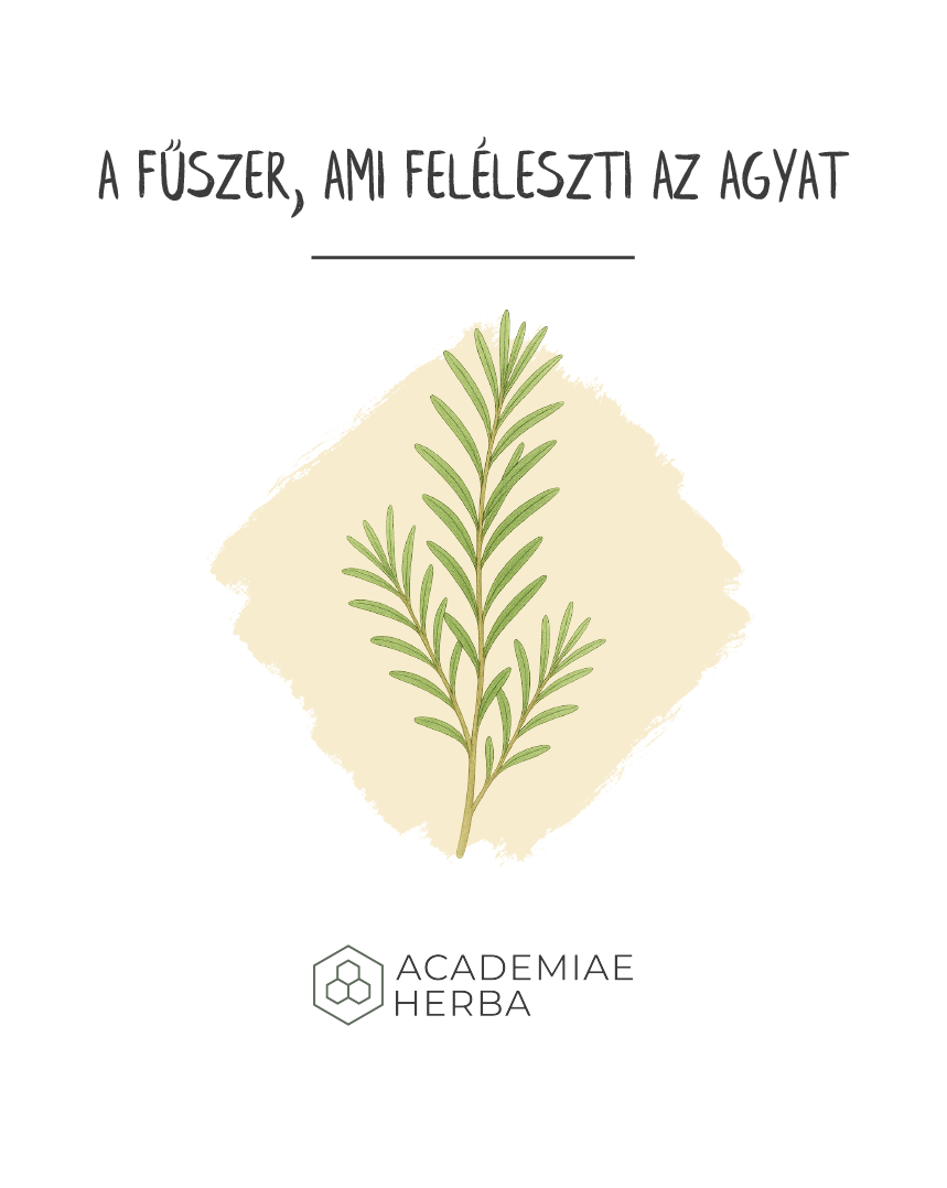 Rozmaring gyógynövény