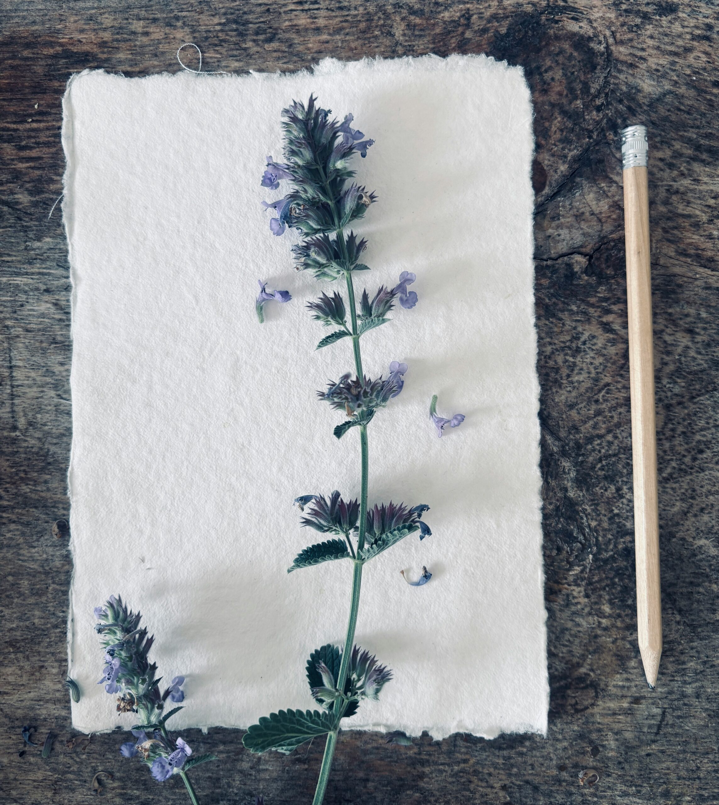 gyógynövény egy fehér terítőn