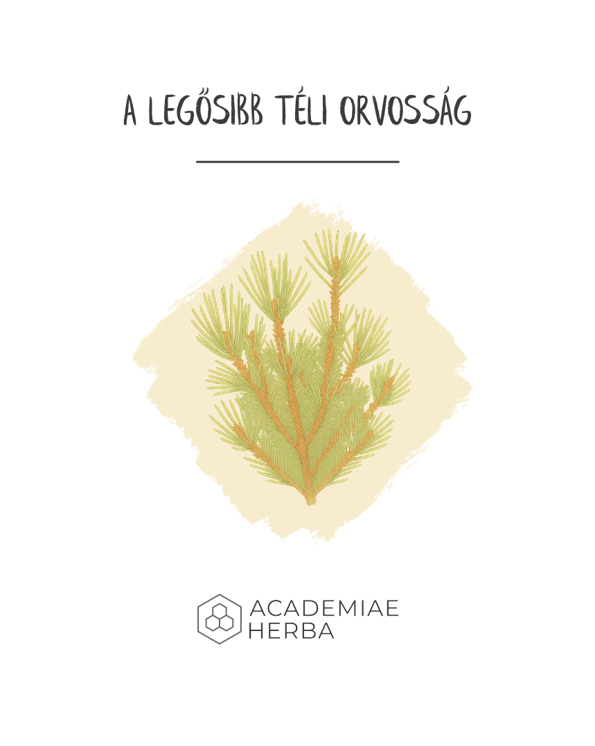 örökzöldek botanikai rajz