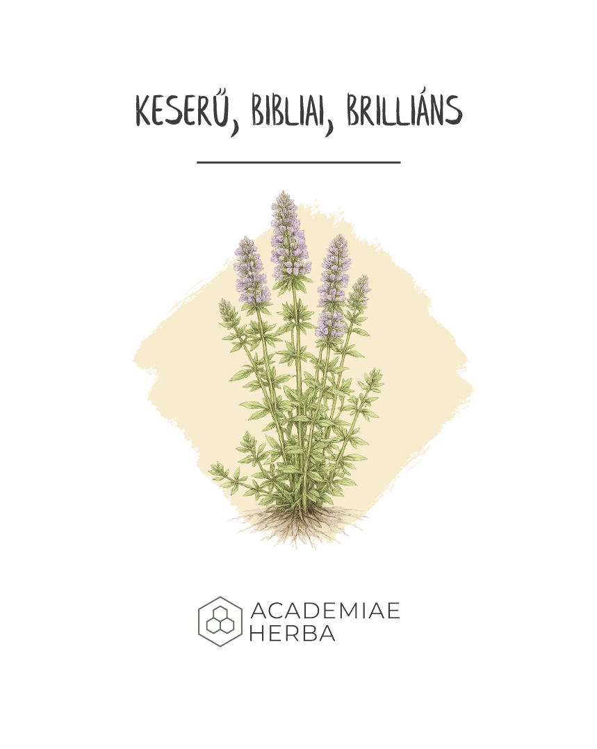 izsóp botanikai rajz