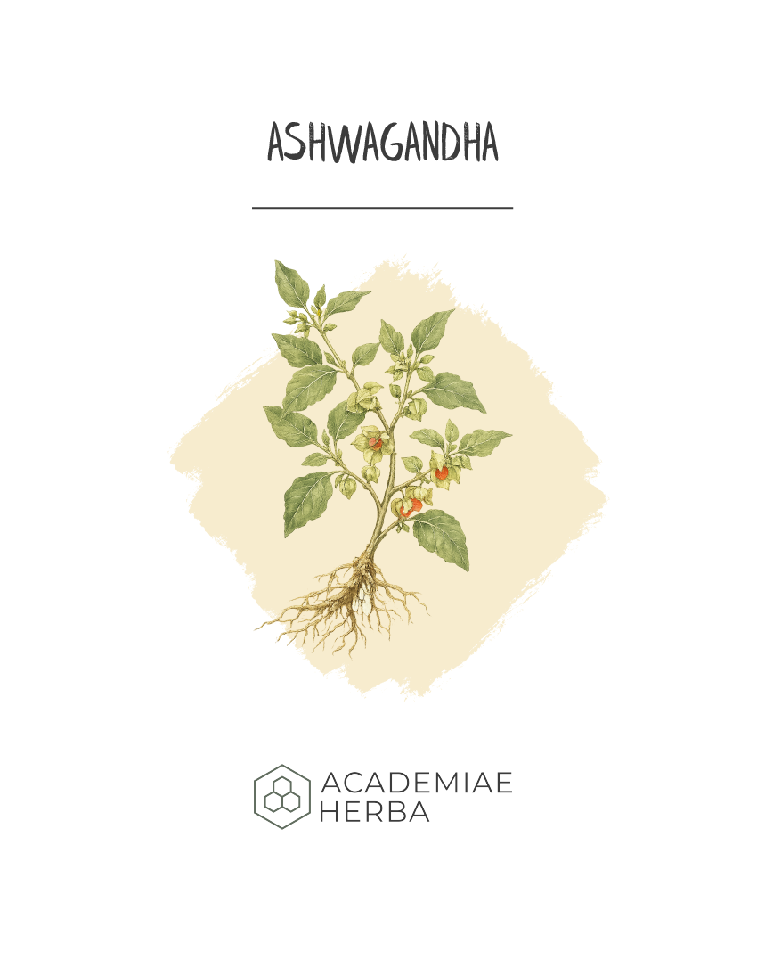 ashwagandha botanikai rajz